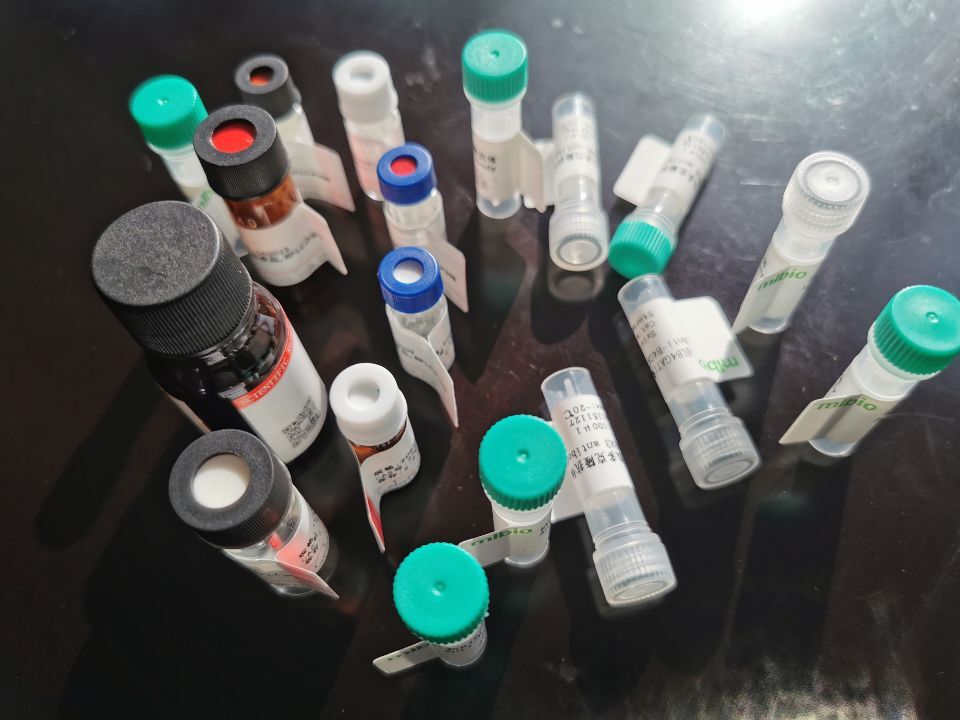 MMP12抗原（重組蛋白）