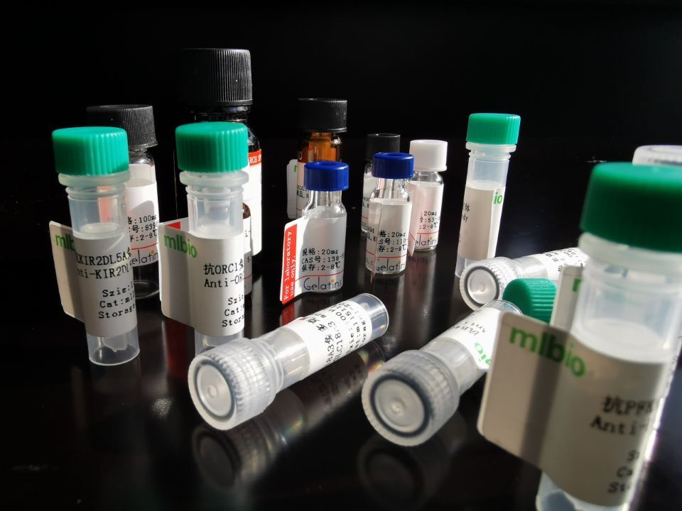 MNA抗原（重組蛋白）