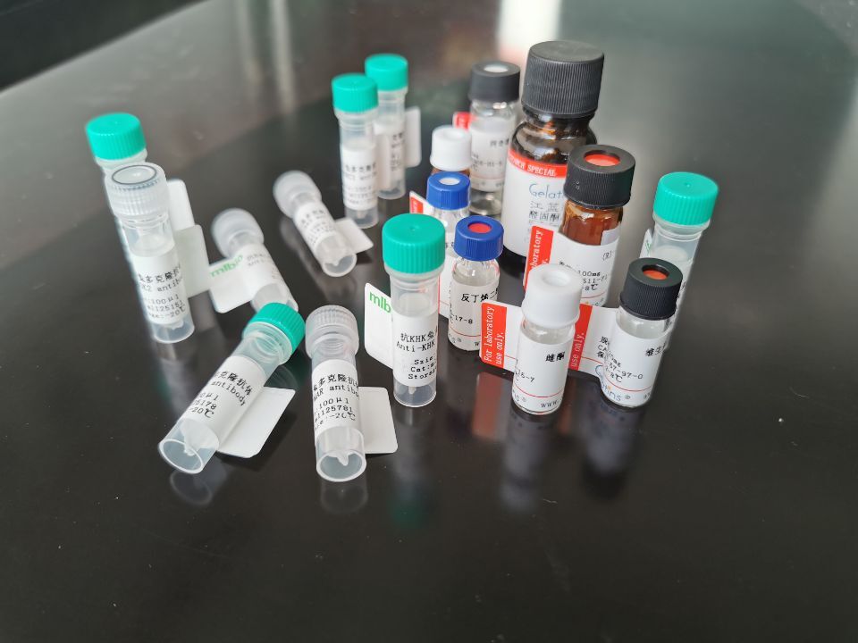 NFATC3抗原（重組蛋白）