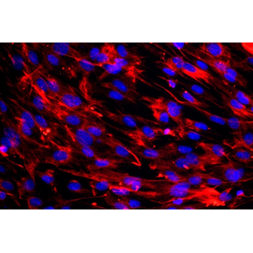 小鼠胚胎成纖維細胞