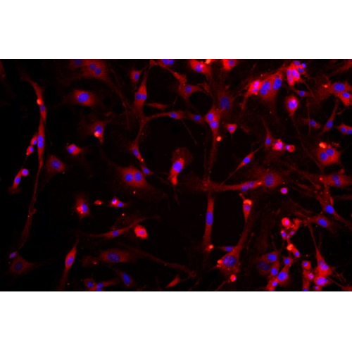 小鼠肌腱干細(xì)胞