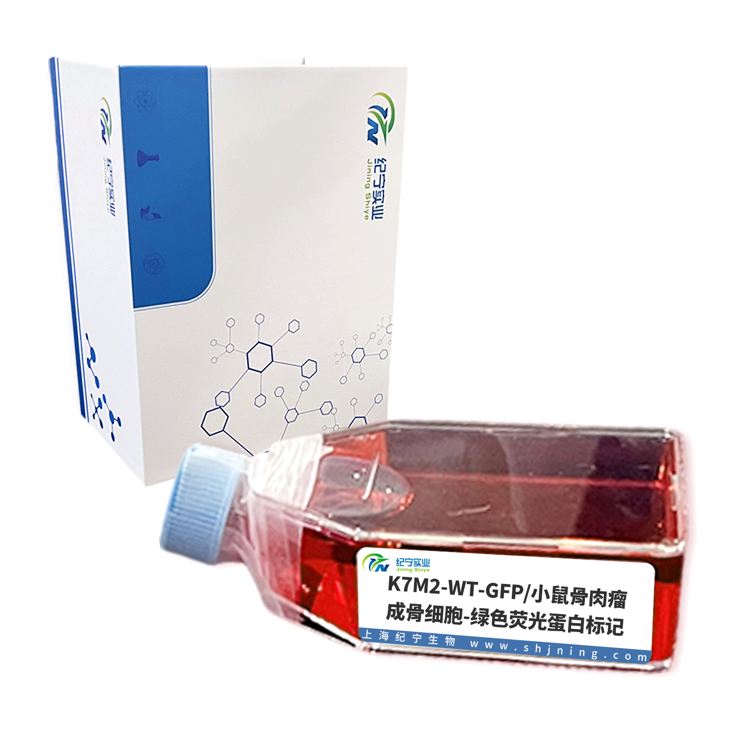 K7M2-WT-GFP/小鼠骨肉瘤成骨細胞-綠色熒光蛋白標記