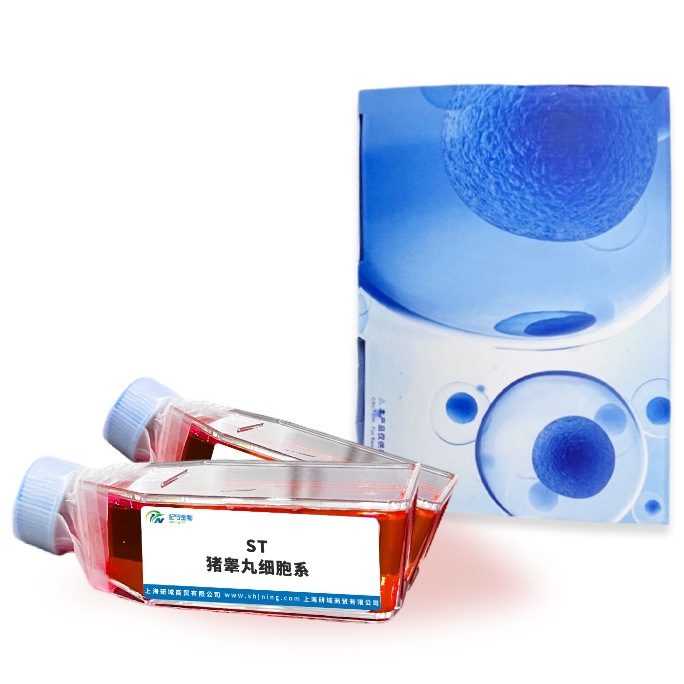 ST豬睪丸細胞系