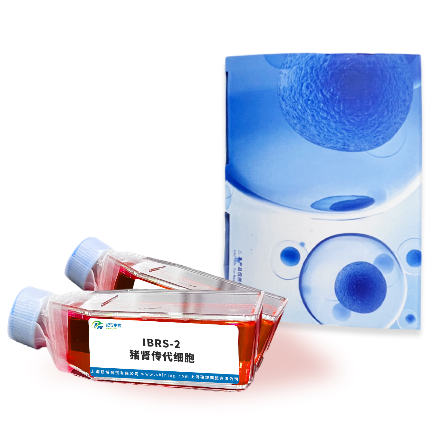 IBRS-2豬腎傳代細胞