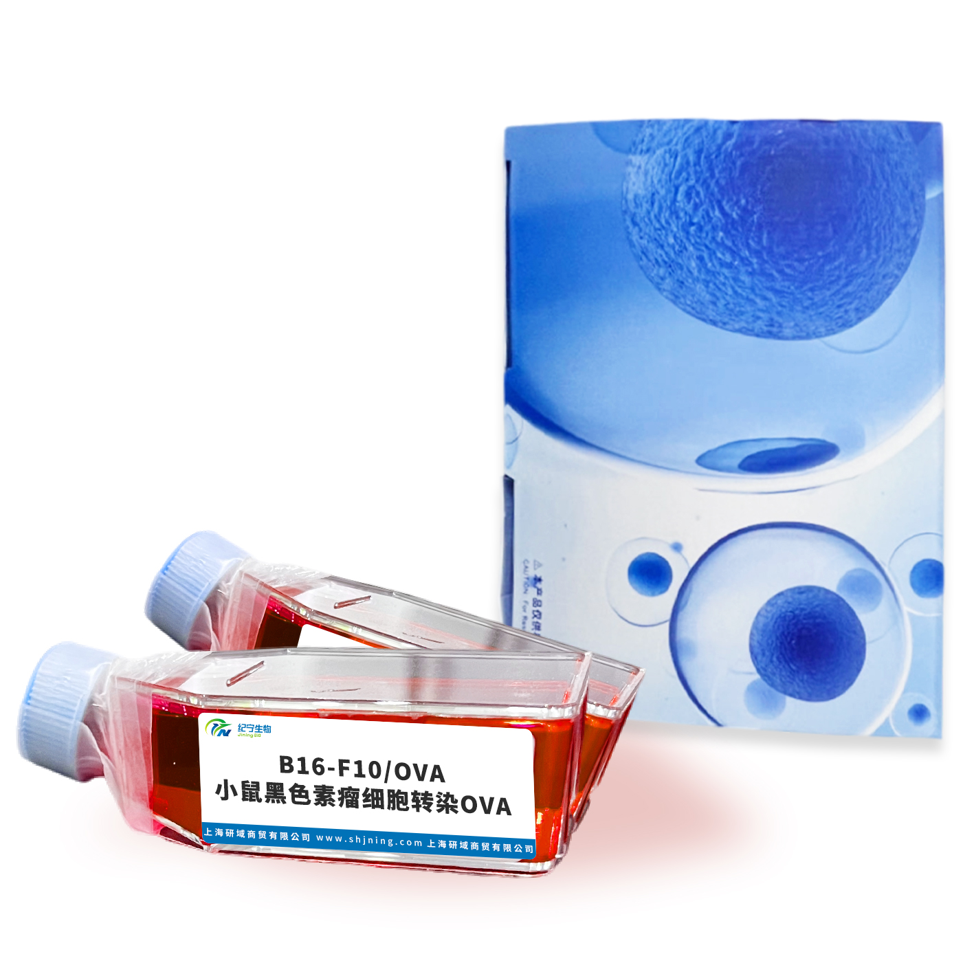 B16-F10/OVA小鼠黑色素瘤細胞轉染OVA