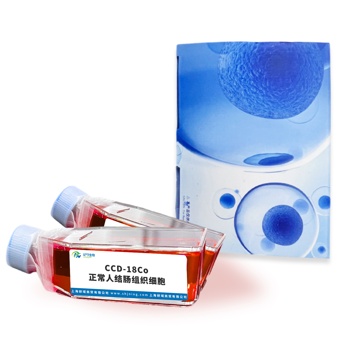 CCD-18Co正常人結腸組織細胞